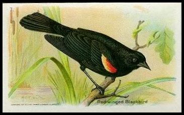 7 Red-winged Black Bird
